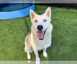 Siberian Husky Dogs for adoption in Orange, CA, USA