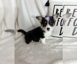 Small #1 Pembroke Welsh Corgi