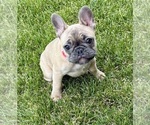 Puppy Koda French Bulldog