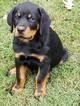 Small Photo #10 Rottweiler Puppy For Sale in WESLEY, AR, USA