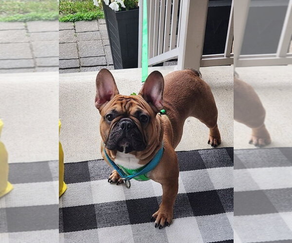 Medium Photo #1 French Bulldog Puppy For Sale in Brights Grove, Ontario, Canada