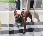 Small French Bulldog