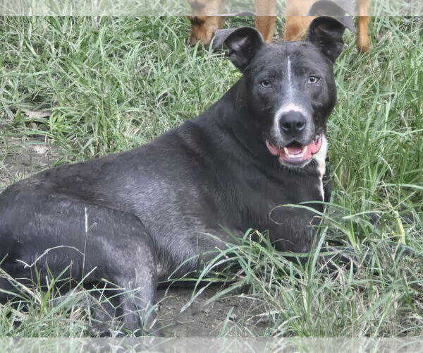 Medium Photo #1 American Pit Bull Terrier-Unknown Mix Puppy For Sale in Oakhurst, NJ, USA