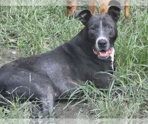 American Pit Bull Terrier-Unknown Mix Dogs for adoption in Oakhurst, NJ, USA