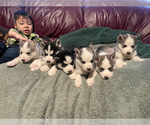Small Photo #2 Siberian Husky Puppy For Sale in TRIMBLE, MO, USA