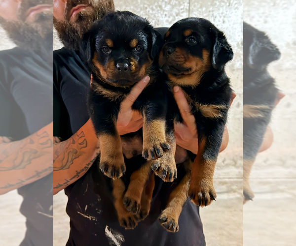Medium Photo #5 Rottweiler Puppy For Sale in WALLINGFORD, CT, USA