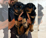 Small #4 Rottweiler