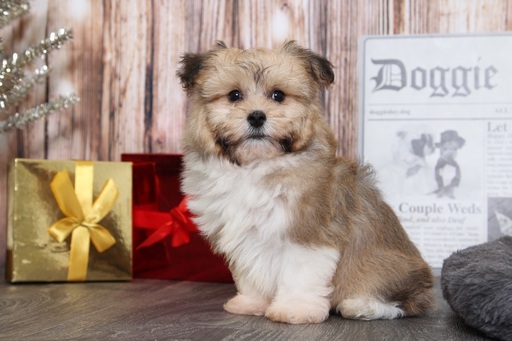 Medium Photo #3 Havanese Puppy For Sale in BEL AIR, MD, USA