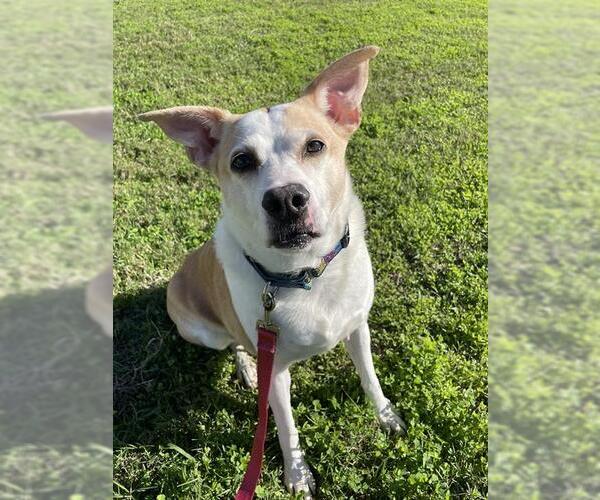 Medium Photo #1 Rat Terrier-Unknown Mix Puppy For Sale in Corpus Christi, TX, USA