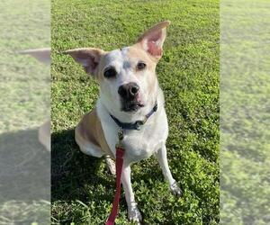 Rat Terrier-Unknown Mix Dogs for adoption in Corpus Christi, TX, USA