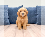 Puppy Leo Goldendoodle (Miniature)