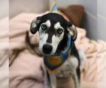 GHOST - Female Siberian Husky Dog for Adoption - Small photo