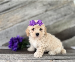 Bichpoo Puppy for sale in ELKTON, KY, USA