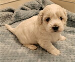 Small Havanese