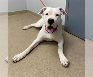 Argentinian Mastiff Dogs for adoption in Aurora, CO, USA