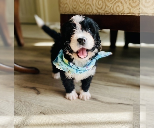 Medium Photo #6 Bernedoodle Puppy For Sale in FLEMING ISLAND, FL, USA