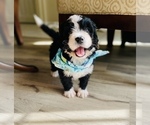 Small Photo #6 Bernedoodle Puppy For Sale in FLEMING ISLAND, FL, USA