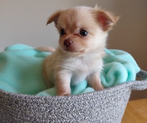 Chihuahua Puppy for sale in LEWES, DE, USA