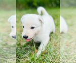Small #3 German Shepherd Dog