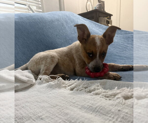 Medium Photo #2 Mutt Puppy For Sale in Dana Point, CA, USA