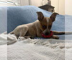 Small #1 Mutt
