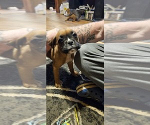 Boxer Puppy for sale in BLACKSBURG, SC, USA