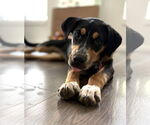 Small #1 Sheprador