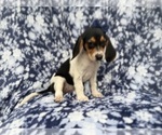 Small #7 Beagle