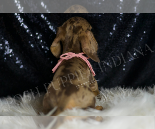 Medium Photo #6 Dachshund Puppy For Sale in WARSAW, IN, USA
