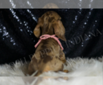 Small #5 Dachshund