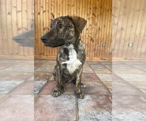 Medium Dogo Argentino-German Shepherd Dog Mix