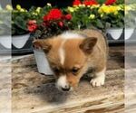 Small Photo #5 Pembroke Welsh Corgi Puppy For Sale in ROCKVILLE, IN, USA