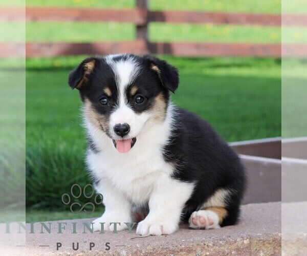 Medium Photo #3 Pembroke Welsh Corgi Puppy For Sale in PALMYRA, PA, USA