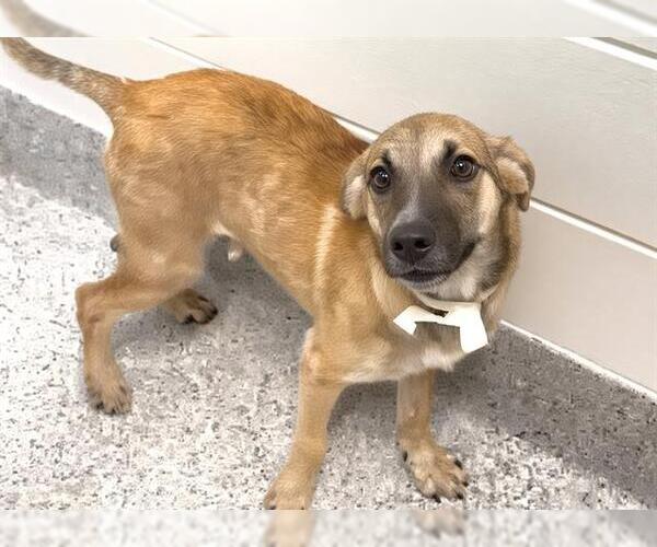 Medium Photo #1 Plott Hound-Unknown Mix Puppy For Sale in Houston, TX, USA