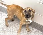 LEO - Male Plott Hound-Unknown Mix Dog for Adoption - Small photo