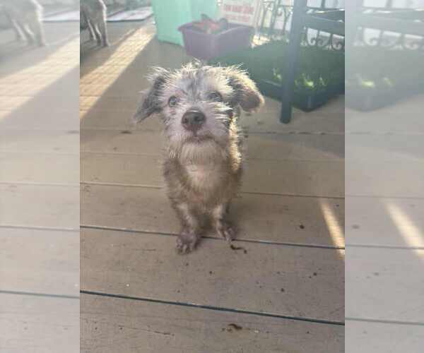 Medium Photo #2 Mutt Puppy For Sale in San Diego, CA, USA