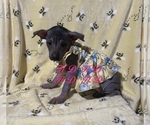 Small Photo #1 Xoloitzcuintli (Mexican Hairless) Puppy For Sale in BRIDGEVILLE, CA, USA