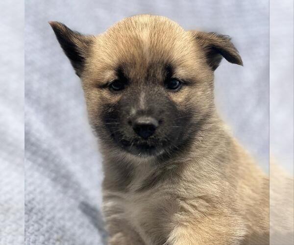Medium Photo #2 Siberian Husky-Unknown Mix Puppy For Sale in San Diego, CA, USA