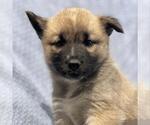 Small #1 Siberian Husky Mix