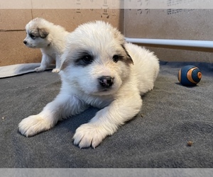 Great Pyrenees Puppy for sale in FLORISSANT, CO, USA