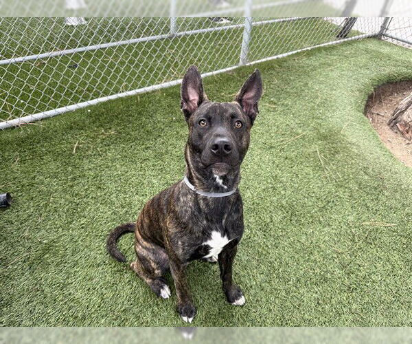 Medium Photo #1 Mutt Puppy For Sale in Downey, CA, USA