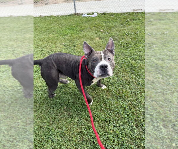 Medium Photo #3 American Staffordshire Terrier Puppy For Sale in Pierceton , IN, USA