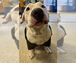 Small #9 American Pit Bull Terrier Mix