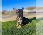 Small #2 French Bulldog