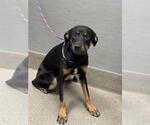 Small German Shepherd Dog Mix
