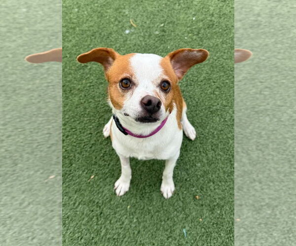 Medium Photo #4 Jack Chi Puppy For Sale in Tempe , AZ, USA