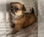 Small #9 Chihuahua