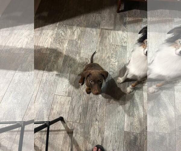Medium Photo #2 Doberman Pinscher-Labrador Retriever Mix Puppy For Sale in Ponchatoula , LA, USA