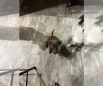 Small #1 Doberman Pinscher-Labrador Retriever Mix