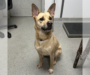Carolina Dog-Unknown Mix Dogs for adoption in Palmetto, FL, USA